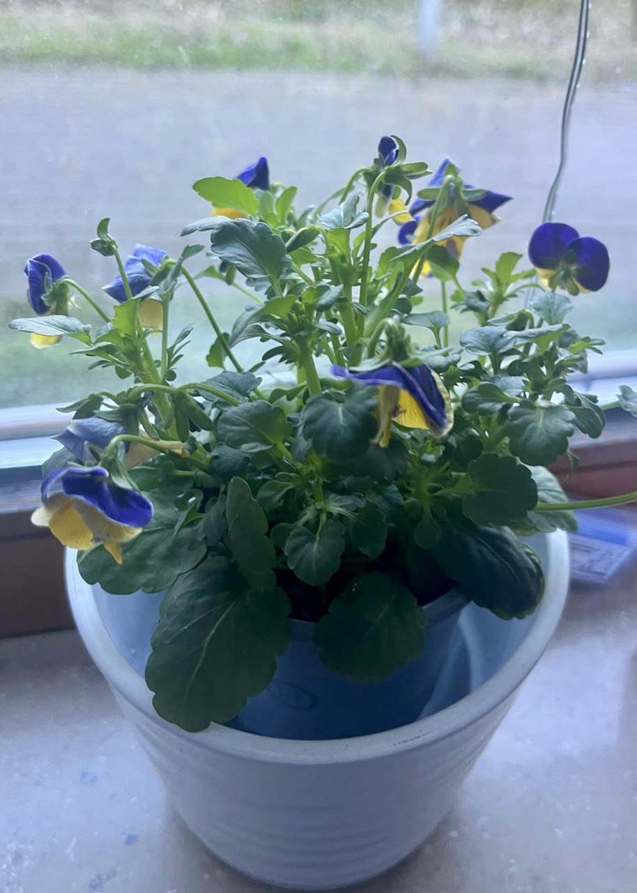 Happy indoor plants